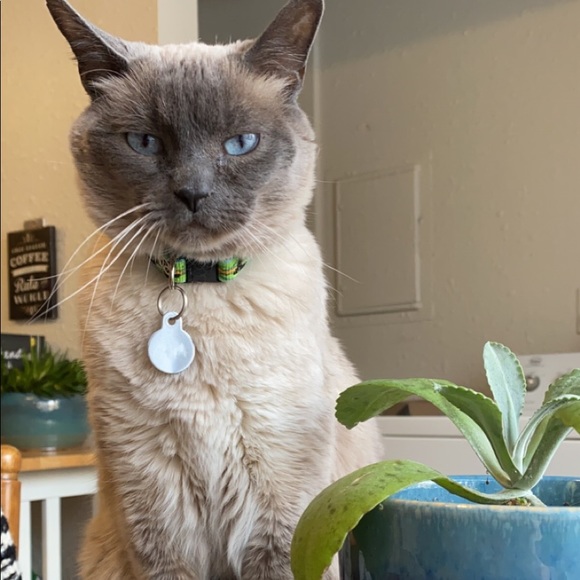 Meet your Posher, Jamie - Picture 3 of 4